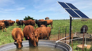 solar-pompa-apa-animale.jpg